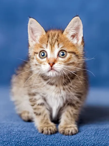 Cute striped kitten — Stock Photo, Image