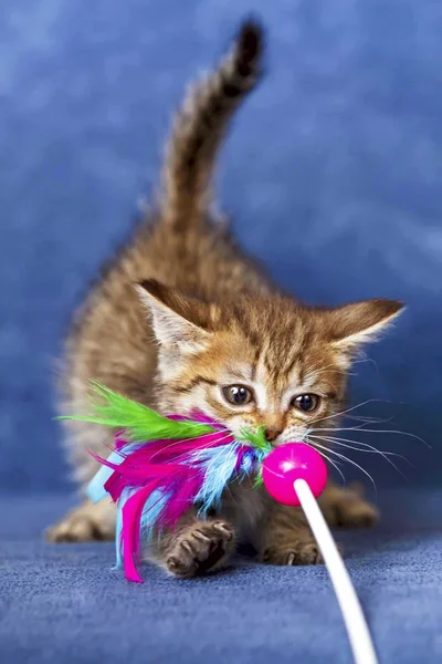 Gatinho bonito — Fotografia de Stock