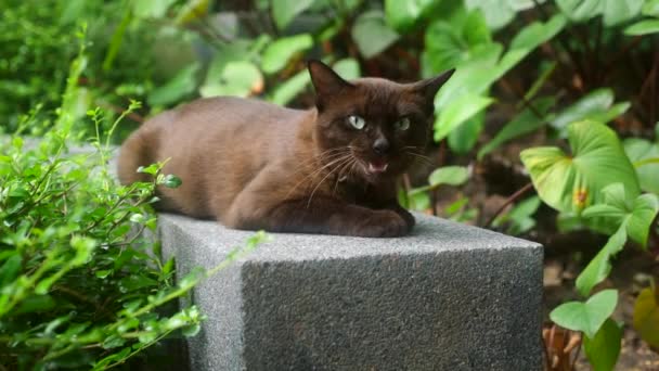 Roztomilá kočka se zelenýma očima ležící ve venkovní zahradě, mňau a dívající se do kamery — Stock video