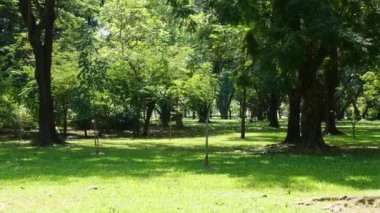 Yeşil şehir parkı. Bangkok, Tayland 'da güzel bir yaz parkında gün doğumu ışığı