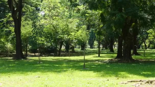 Πράσινο πάρκο της πόλης. Ηλιόλουστη ακτίνα στο όμορφο πάρκο του καλοκαιριού στην Μπανγκόκ, Ταϊλάνδη — Αρχείο Βίντεο