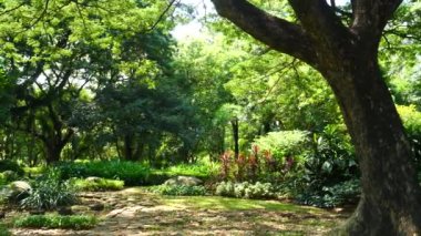 Sıcak yaz güneşli bir günde şehir parkında tropik bir bahçe, dinlenme, rahatlama, meditasyon.