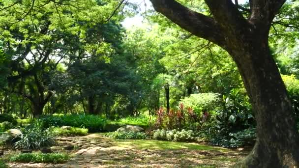 Tropical κήπο στο πάρκο της πόλης σε ζεστό ηλιόλουστη μέρα του καλοκαιριού, να χαλαρώσετε, αναψυχή, διαλογισμό — Αρχείο Βίντεο