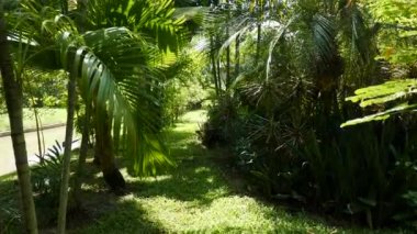 Güneşli, aydınlık bir yaz gününde, Bangkok 'ta, tropikal şehir parkında ormanların arasında yürü.