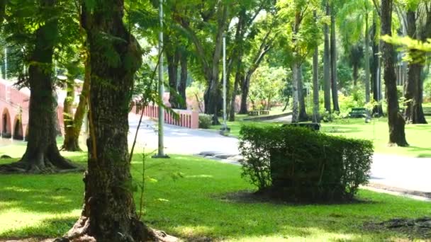Городской парк с зелеными деревьями в летний яркий день. Прогулки на свежем воздухе, отдых — стоковое видео