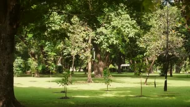 Procházky v zeleném městském parku v horkém letním dni. Krásný veřejný park s trávou — Stock video