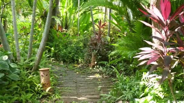 Promenader i tropisk stadspark på solig, ljus dag. Ekosystemrekreation — Stockvideo