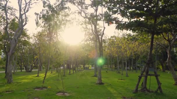 Parque público da cidade com árvores verdes e gramado de grama para relaxar e lazer — Vídeo de Stock