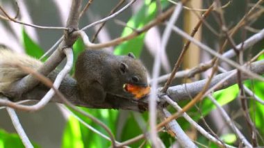 Kabarık kuyruklu gri sincap ağaçta oturmuş papaya meyvesi yiyor.
