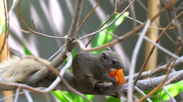 Scoiattolo grigio terra che mangia frutta di papaia seduto su un albero. Macro video. 4k — Video Stock