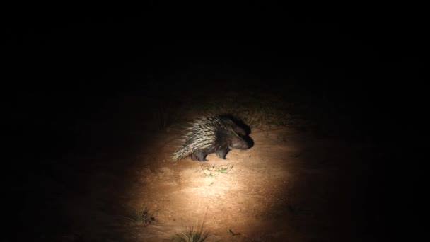 타이의 카오야 이 국립 공원에 있는 두 마리의 야생 호저의 야간 사파리 — 비디오