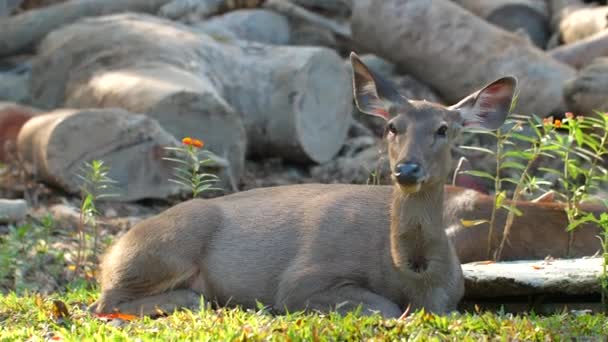 Tatlı kırmızı geyikler yazın Tayland 'daki Khao Yai Ulusal Parkı' nda yeşil çimlerin üzerinde uzanır. — Stok video