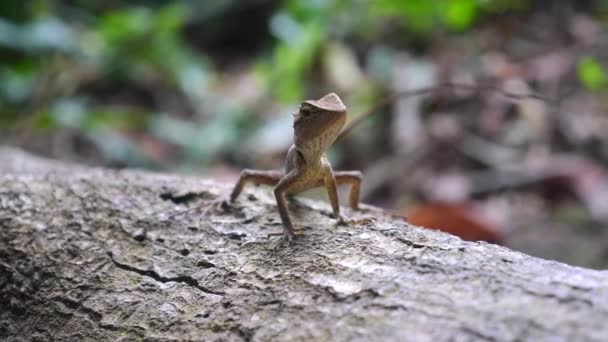 Primer plano de pequeño bebé oriental jardín lagarto o calotes versicolor en la naturaleza — Vídeo de stock