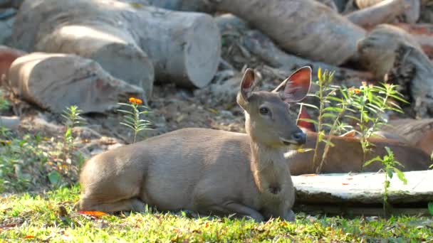 Carino cervi rossi si trovano su erba verde in estate nel parco nazionale di Khao Yai, Thailandia — Video Stock