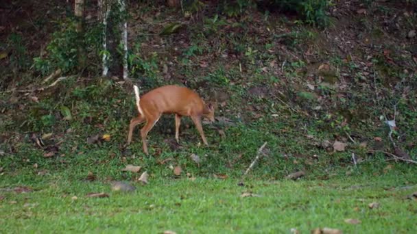 Caprioli abbaianti o Muntiacus muntjak nel campo naturale, passeggiate nella foresta verde — Video Stock