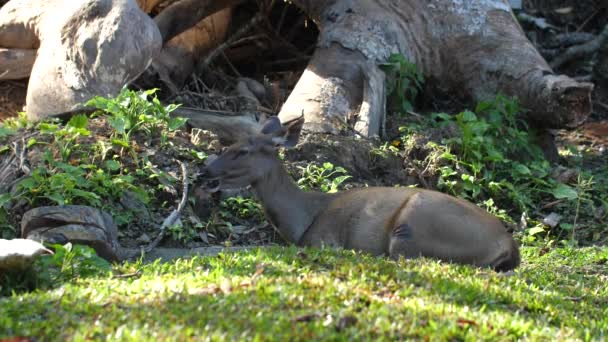 Милі жіночі червоні олені лежать на зеленій траві в літній день на заході сонця — стокове відео