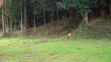 Tayland Khao Yai Ulusal Parkı 'nda şirin bir munçak, vahşi yaşam.