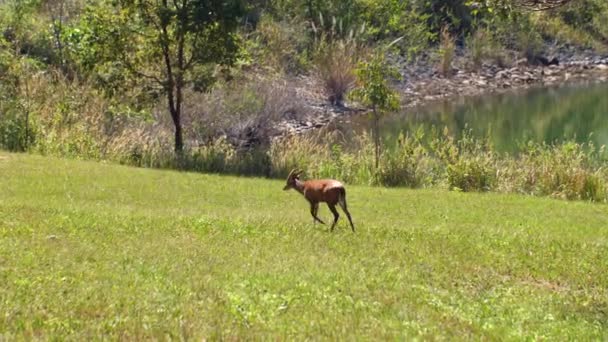 Молодой лающий олень или Muntiacus muntjak в природе, прогуливаясь по зеленому полю — стоковое видео