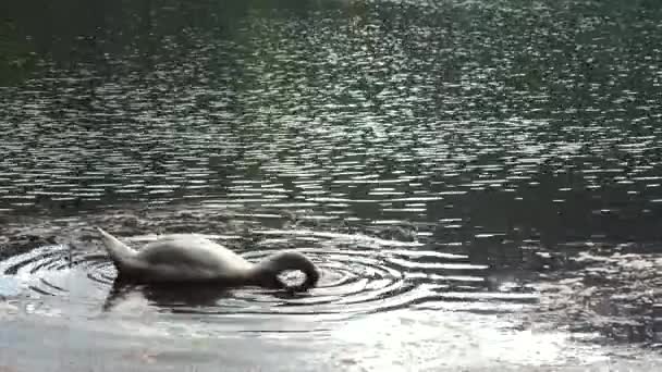 Iso valkoinen joutsen ui järvellä, etsii ruokaa, laittaa päänsä veden alle — kuvapankkivideo