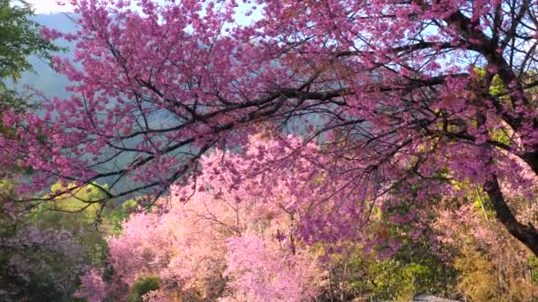 Pembe sakura çiçekleri, kiraz çiçeği sokağında. Muhteşem manzara parkı — Stok video