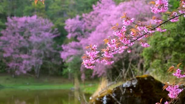 Maravilhoso parque cênico com cerejeira sakura árvores e lago de montanha verde — Vídeo de Stock