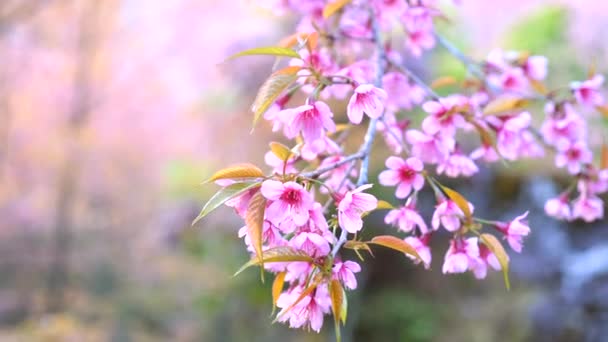 Bahçede pembe çiçek tomurcukları olan Sakura dalını kapatın. — Stok video