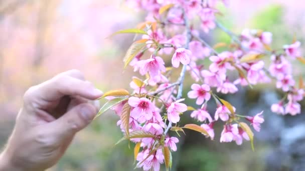 Close-up de homem na máscara facial tenta cheirar flores de cerejeira na primavera — Vídeo de Stock