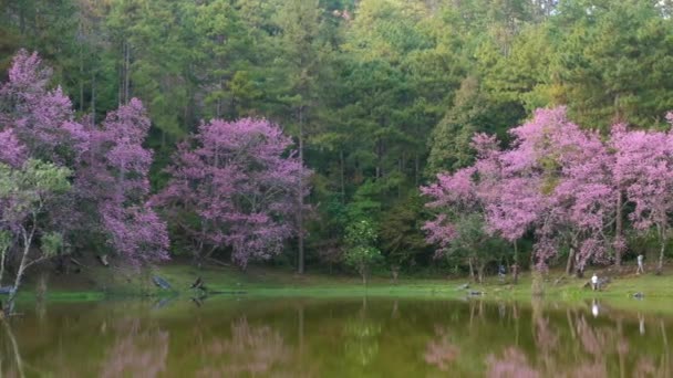 Çiçek açan kiraz ağaçları, bahçedeki dağ gölü yakınlarında. — Stok video