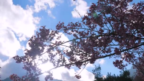 Gałąź kwitnących kwiatów wiśni z różowymi kwiatami przeciwko błękitnemu niebu z chmurą — Wideo stockowe