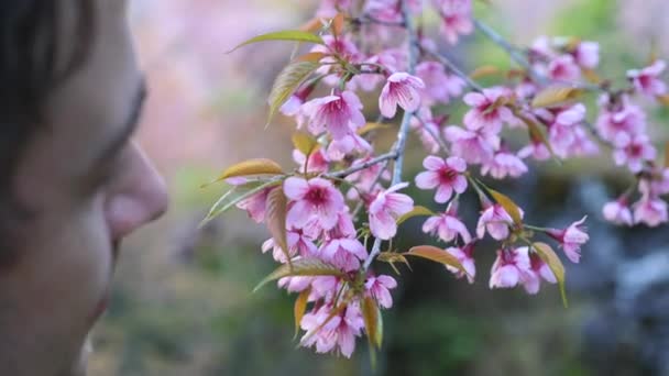 Close up de homem cheirando árvore de cereja florescente com flores rosa — Vídeo de Stock