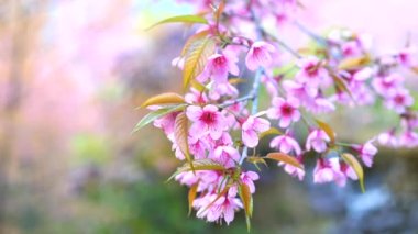 Bahçede pembe çiçek tomurcukları olan Sakura dalını kapatın.