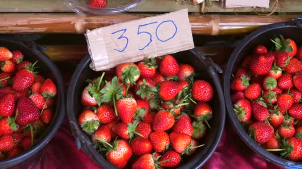 Rijp biologische aardbeien op de lokale markt van vers geoogste aardbeien. Gezond voedsel — Stockvideo
