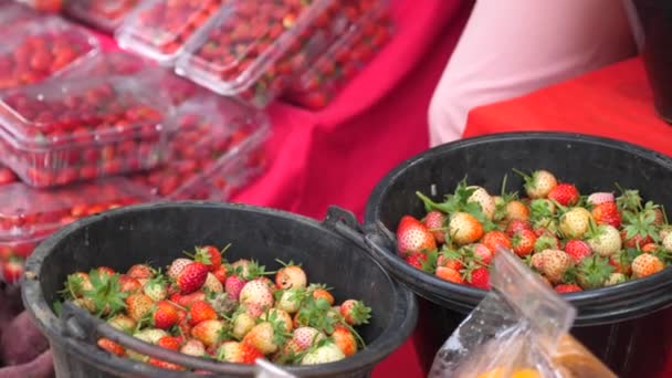 Szamóca eladó a szabadtéri élelmiszerpiacon. Szerves friss földieper — Stock videók
