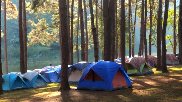 Наметний кемпінг в сосновому лісі біля озера на світанку в сонячний день, область з деревами — стокове відео