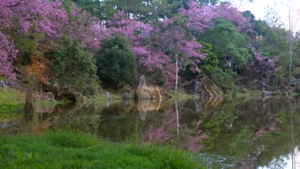Bela paisagem com flores de cereja rosa florescendo e rio de montanha — Vídeo de Stock