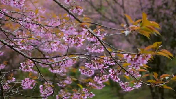 Japon bahar bahçesinde pembe çiçeklerle sakura çiçek dalını kapatın. — Stok video