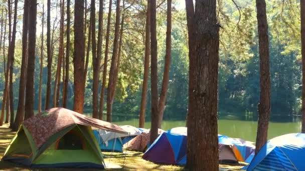 Відкритий відпочинок в сосновому лісі біля озера. Обладнаний наметовий табір — стокове відео