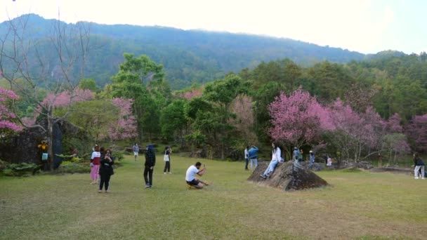 La gente viene a las flores de cerezo en el parque nacional para tomar hermosas fotos — Vídeos de Stock