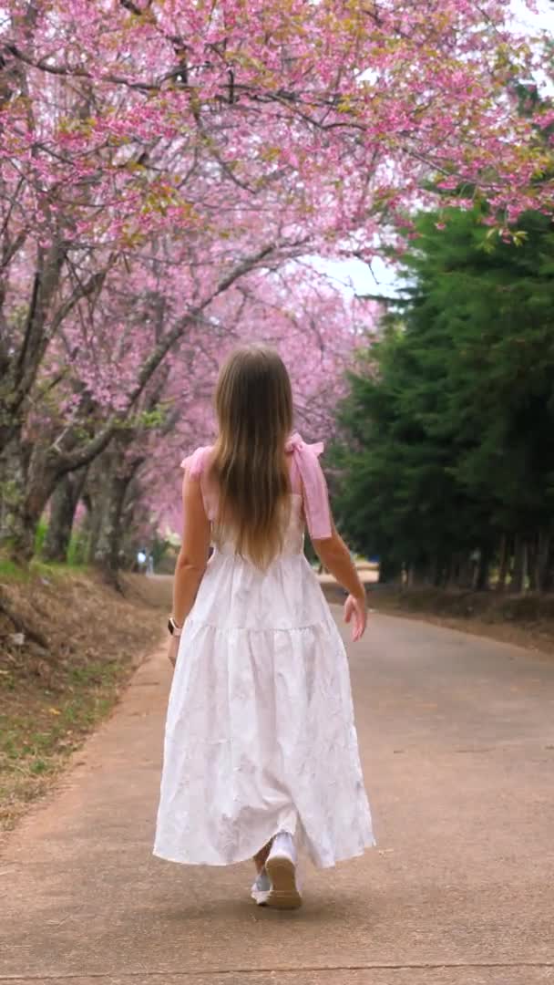 흰옷을 입은 여인 이 꽃피는 사쿠라 나무 사이를 걷고 있다. 꽃피는 계절 — 비디오