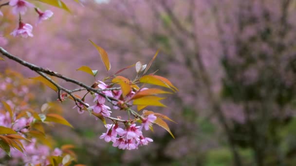 Pembe sakura 'nın çiçek açan dalları, bahar bahçesinde, gün batımında. — Stok video