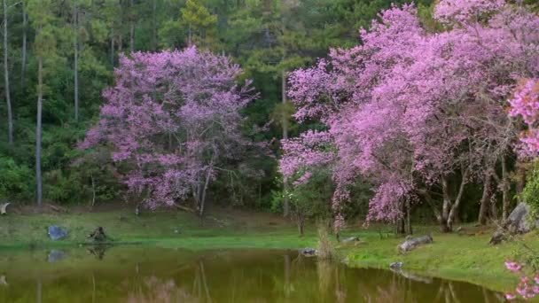 Dağ Gölü Yakınlarında Kiraz Ağaçları Kayalar Gün Batımında Çiçek Açan — Stok video