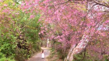 Çiçek açan kiraz çiçekleriyle güzel genç bir kadın pembe sakura çiçekleri.