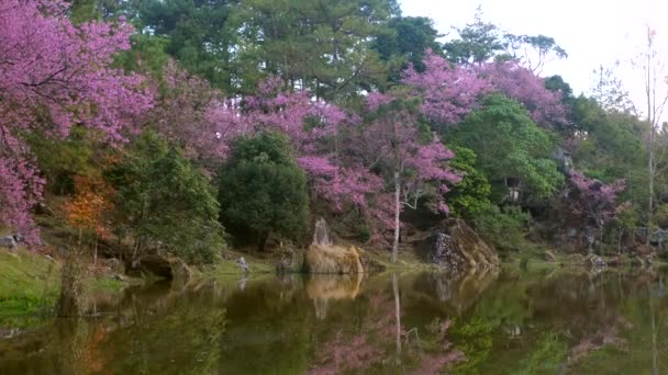 Όμορφο τοπίο με ανθισμένα ροζ άνθη κερασιάς και ορεινό ποτάμι — Αρχείο Βίντεο