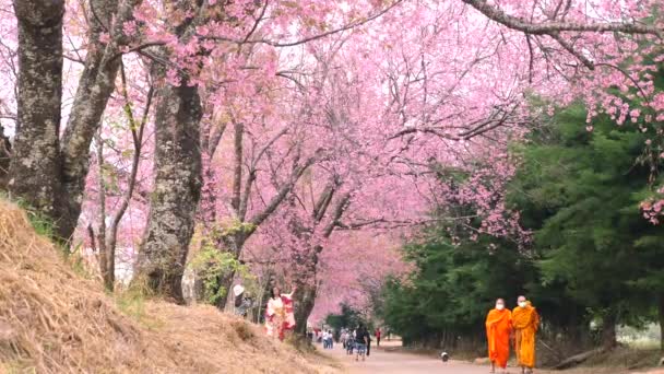 Весняний сезон з повною квітковою концепцією подорожей рожевими квітами — стокове відео