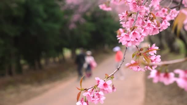 Pembe çiçekli ağaç dalları bulanık arka planda turistler — Stok video