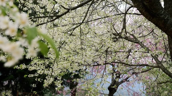 Větve kvetoucího sakura stromu s bílými květy, třešňový květ — Stock fotografie