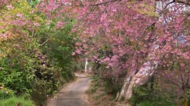 Bahar bahçesinde çiçek açan kiraz ağaçlarının arasında yol. Sakura mevsimi