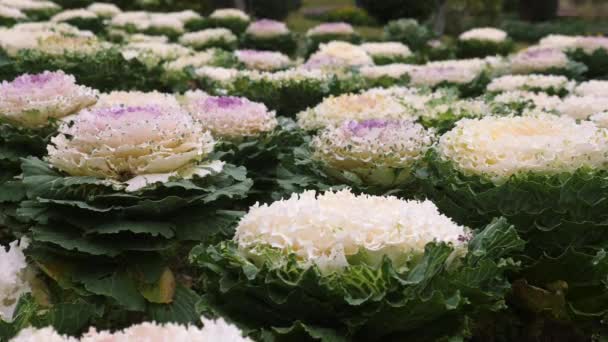 Decorative cabbage with green leaves and purple center in park with butterflies — Stock Video