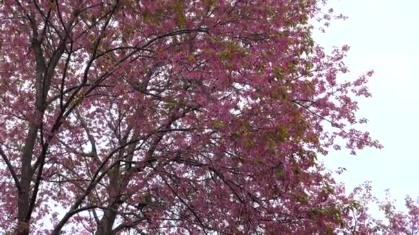 Yağmurlu bir günde bulutlu gökyüzü olan pembe çiçekli sakura ağacının dalları — Stok video