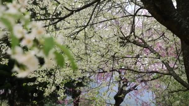 Beyaz çiçekli sakura ağacının dalları, kiraz ağacı. — Stok video